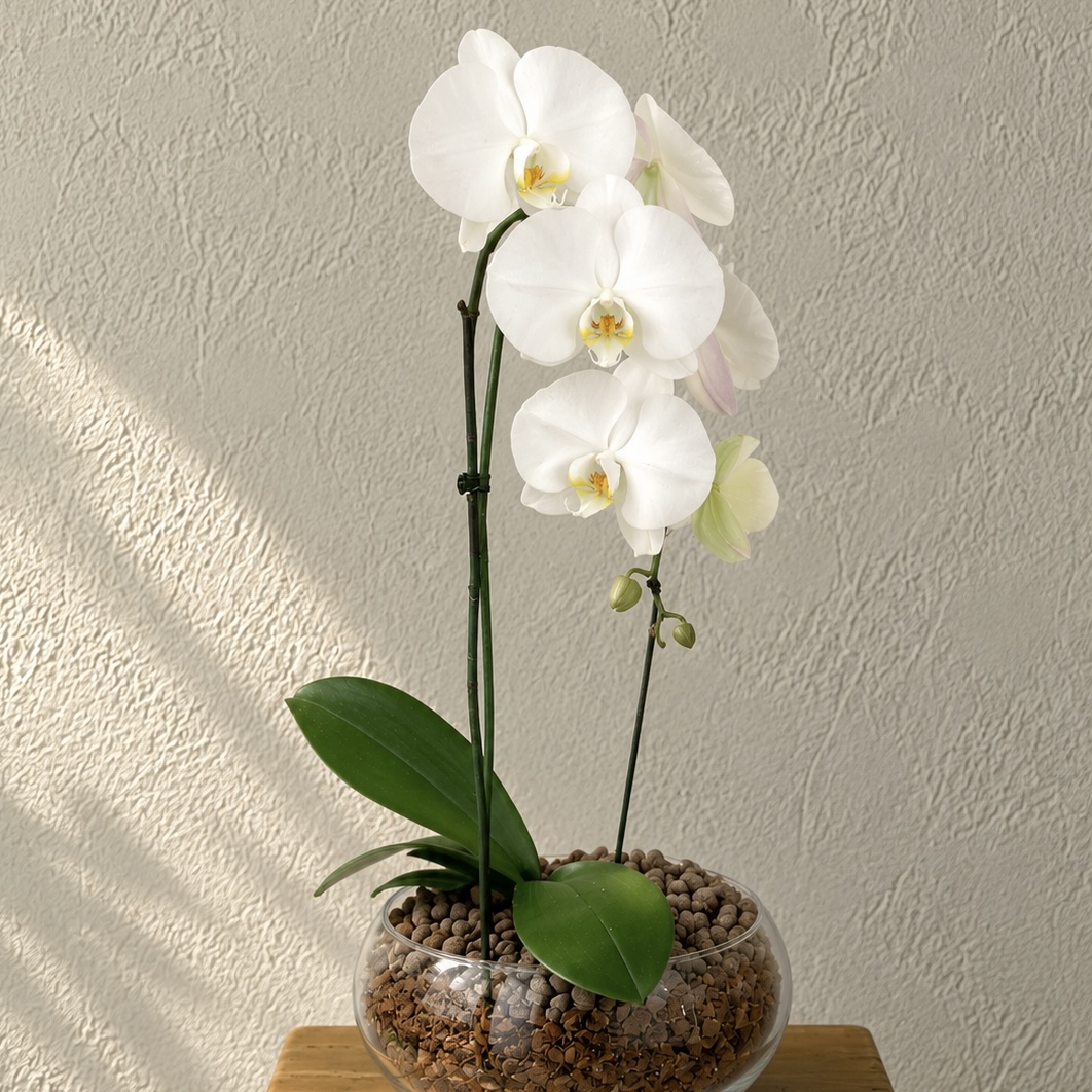 گلدان ارکیده