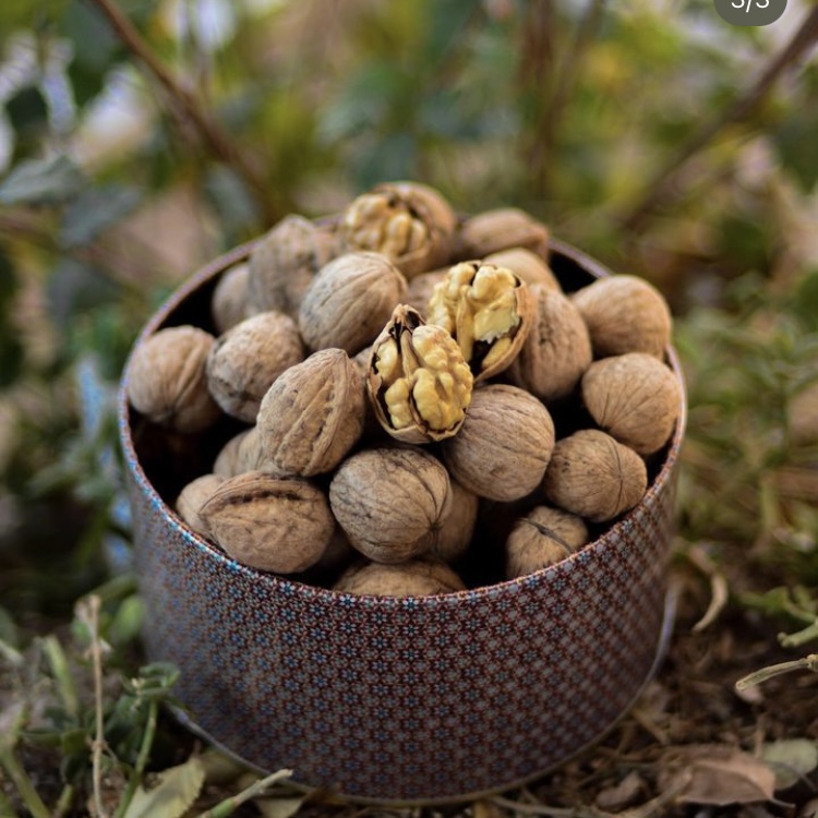 مغز گردو